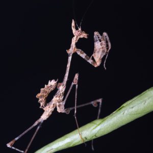 Cryptic Mantis (Sibylla pretiosa)