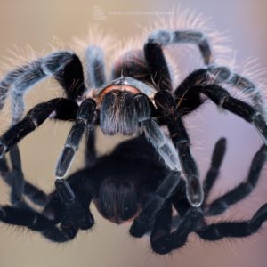 Female Mexican Red Rump Tarantula (Tliltocatl vagans)