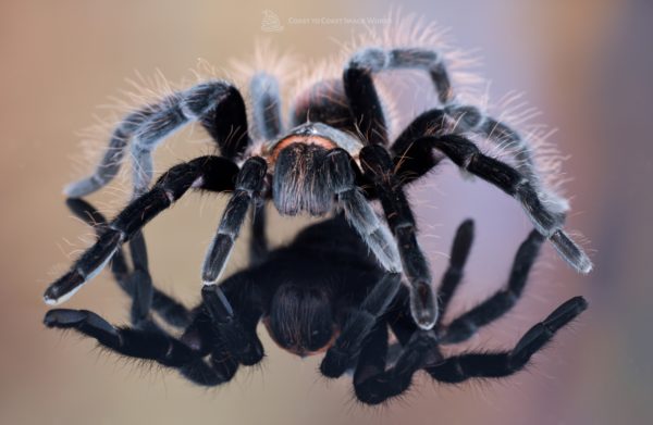 Mexican Red Rump Tarantula (Tliltocatyl vagans)