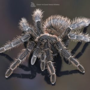 Salmon Pink Tarantula (Lasiodora parahybana)
