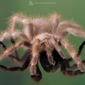 Brazilian Blonde Tarantula (Nhandu trippepi)