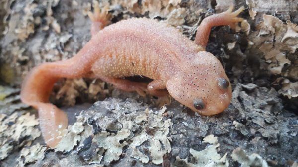 Leucistic Sharp Ribbed Newt (Pleurodeles walti)