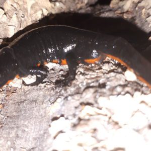 Oriental Fire Bellied Newt (Cynops orientalis)