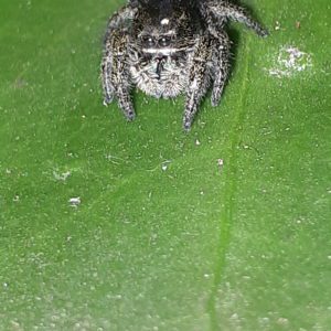 Widow Jumping Spider (Phiddipus johnstoni)