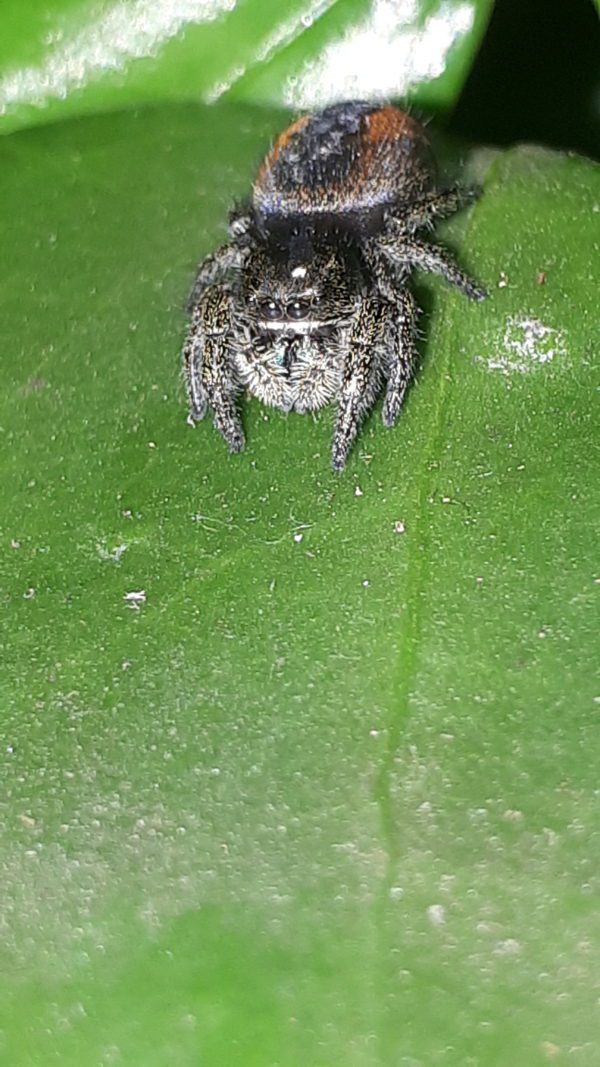 Widow Jumping Spider (Phiddipus johnstoni)