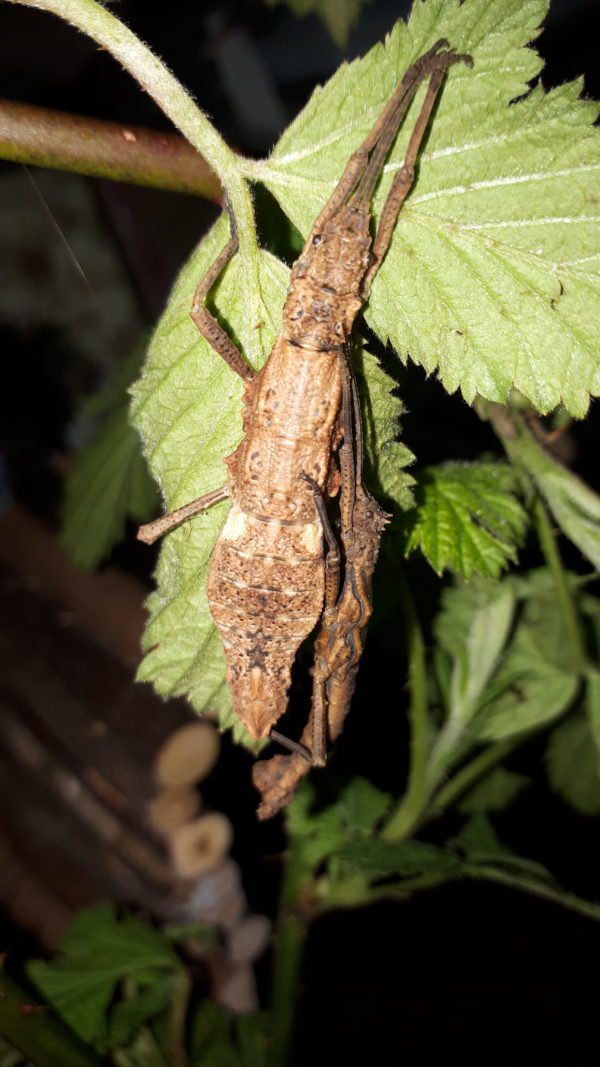 Chocolate Log Stick Insect (Dares phillippinensis)