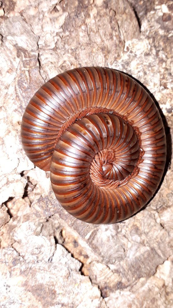 Cameroon Rosy Legged Millipede (Spirostreptus sp.)