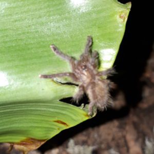 Usambara Orange Baboon Tarantula (Pterinochilus murinus)