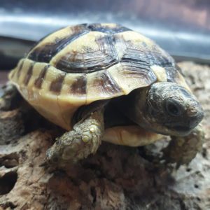 Spur Thighed Tortoise (Testudo graeca)