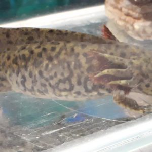 Wildtype Axolotyl (Ambystoma mexicanum)