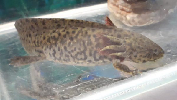 Wildtype Axolotyl (Ambystoma mexicanum)