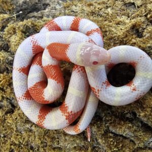 Orange Albino Nelson Milk Snake (Lampropeltis triangulum nelsoni)