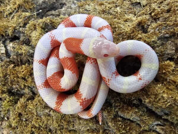 Orange Albino Nelsons MilkSnake (Lampropeltis triangulum nelsoni)