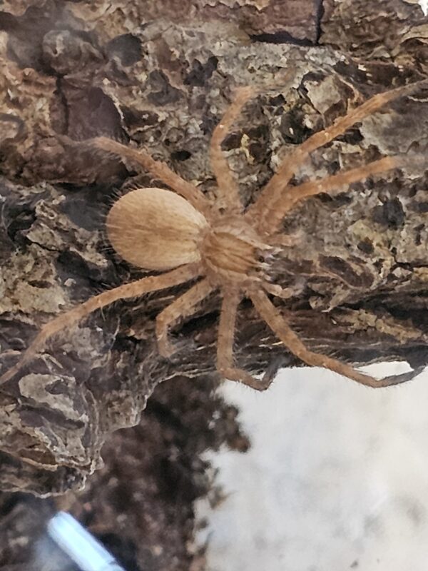 Tiger Wandering Spider (Cupiunnius salei)