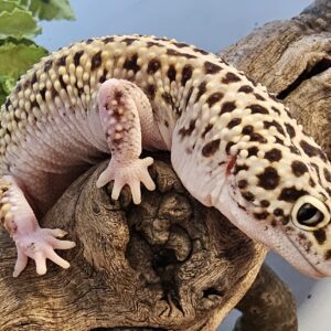Adult Leopard Gecko (Eublepharis macularius)