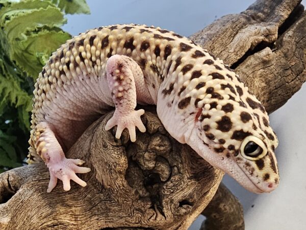 Adult Leopard Gecko (Eublepharis macularius)