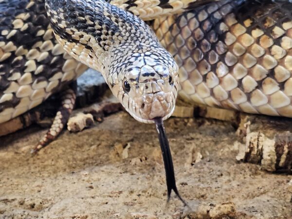 Northern Pine Snake X (Pituophis melanoleucus x P. c. sayi)