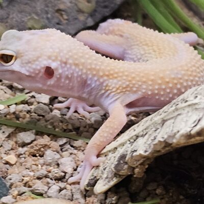 Lizards | Coast To Coast Exotics