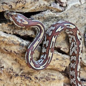Tessera Corn Snake (Pantherophis guttatus)