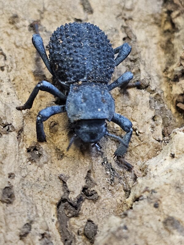 Blue Death Feigning Beetle (Assbolus verrucosus)