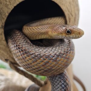 Sub adult male Baird's Rat Snake (Pantherophis bairdii)
