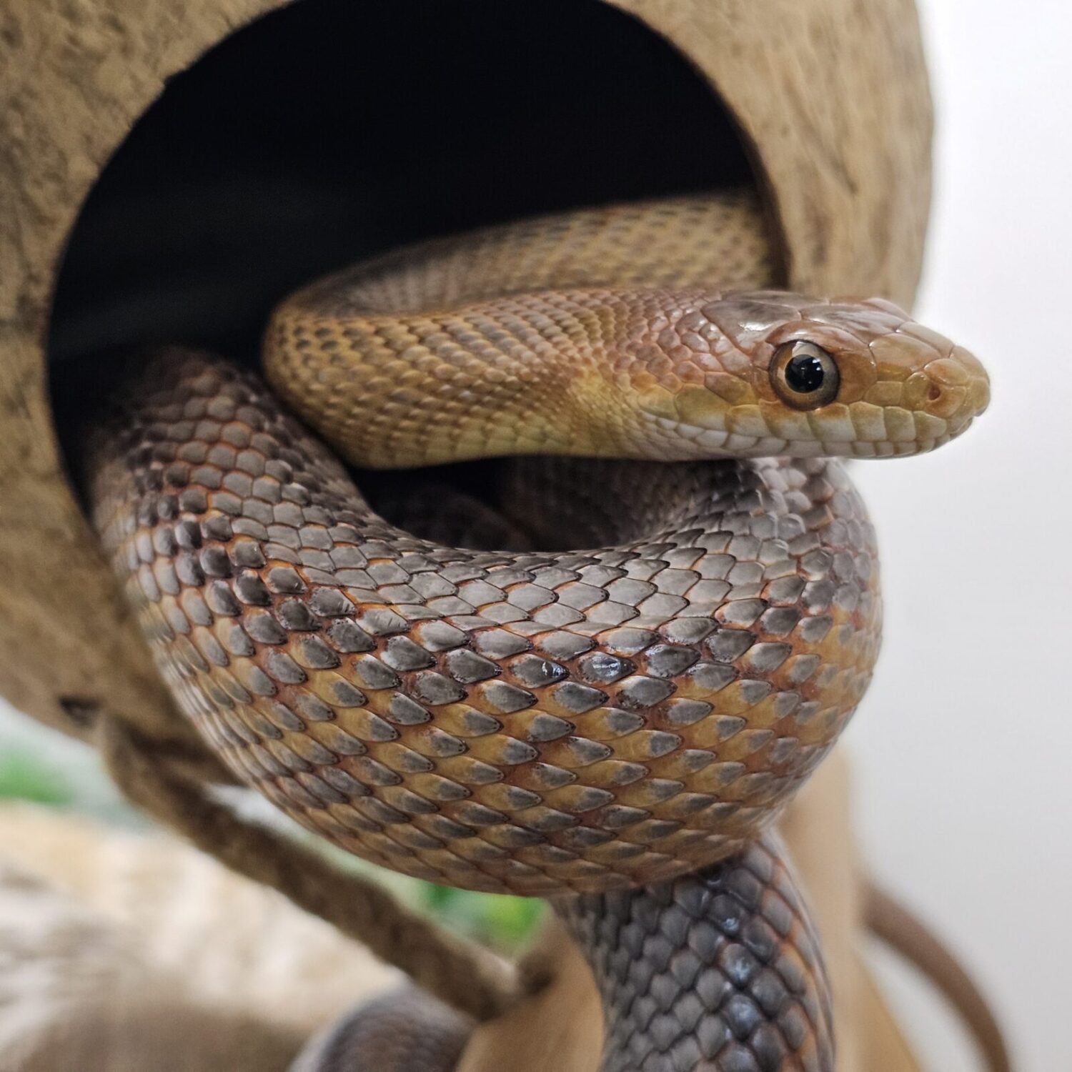Sub adult male Baird's Rat Snake (Pantherophis bairdii)