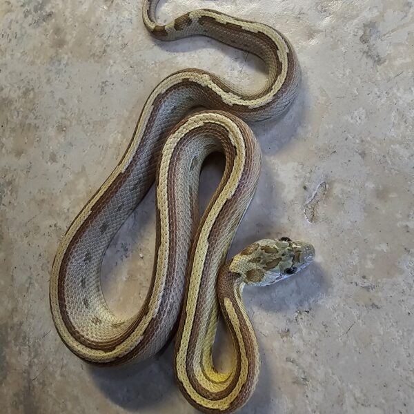 Amber Motley/Stripe Corn Snake (Pantherophis guttatus) - Image 4