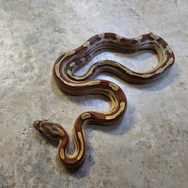 Amber Motley/Stripe Corn Snake (Pantherophis guttatus) - Image 3
