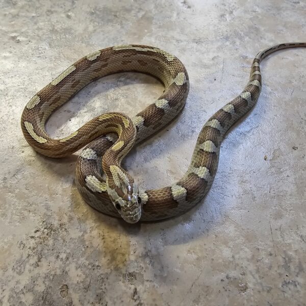 Amber Motley/Stripe Corn Snake (Pantherophis guttatus) - Image 2