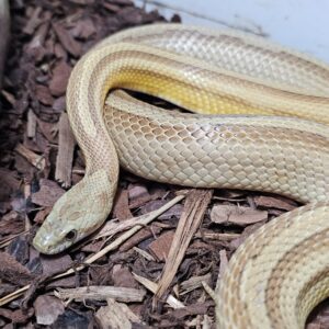 Amber Motley/Stripe Corn Snake (Pantherophis guttatus)