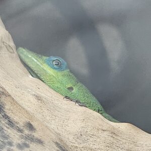 Saint Vincent Bush Anole (Anolis trinitatis)