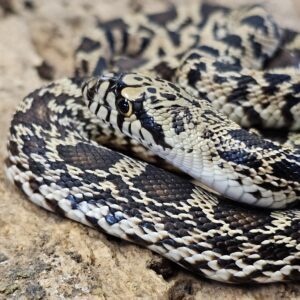 Kankatee Bull Snake (Pituophis catenifer sayi)