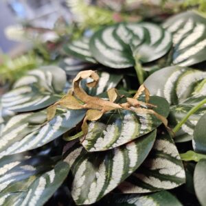 Macleay Spectre Stick Insect (Extatosoma tiaratum)