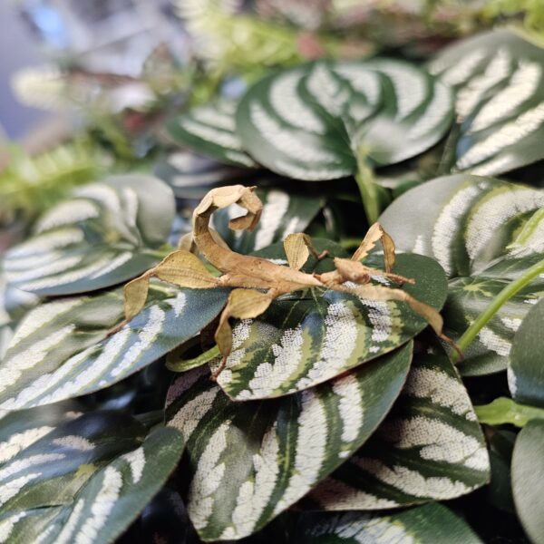 Macleay Spectre Stick Insect (Extatasoma tiaratum)