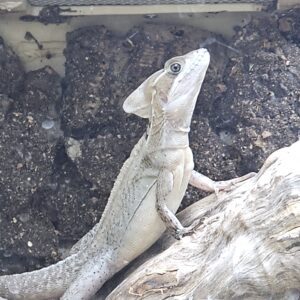 Sub adult Brown Basilisk (Basiliscus vittatus)