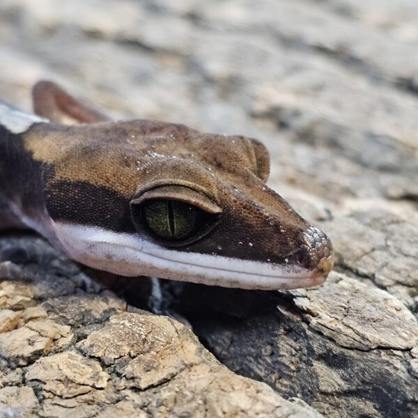 Malaysian Cat Gecko (Aeluroscalabotes felinus)