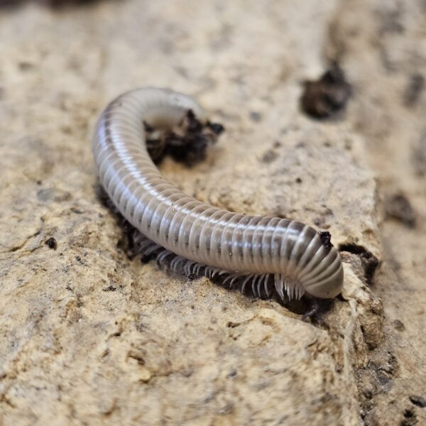 Florida Ivory Millipede (Chicobolus spinigerus)