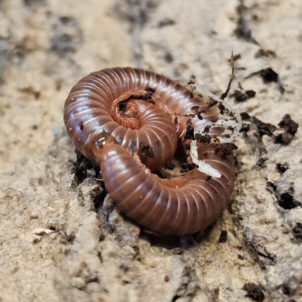 Rusty Red Millipede (Trigoniulus corallinus)