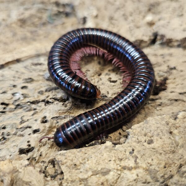 Javan Giant Millipede (Spirostreptida sp.)