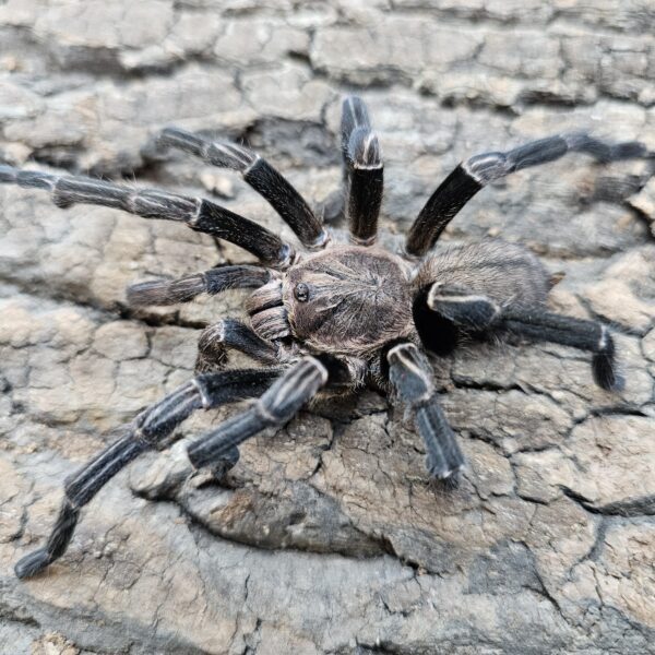 male Cobalt Blue Tarantula (Cyriopagapus lividum)