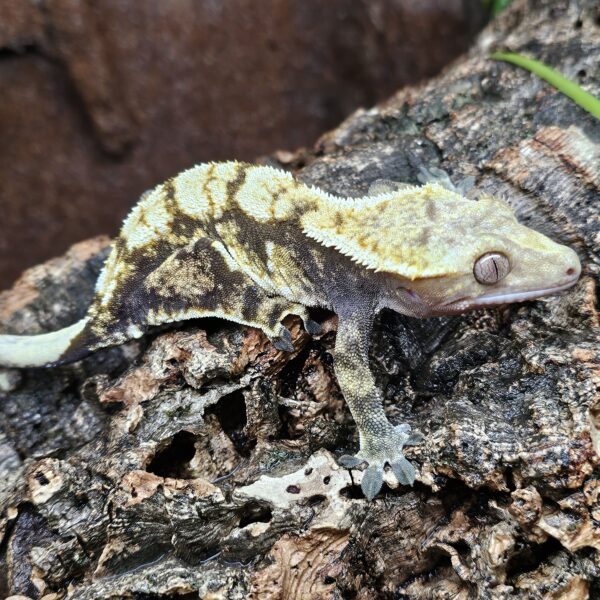 Tricolor Extreme Harlequin Crested Gecko (Correlophus ciliatus)