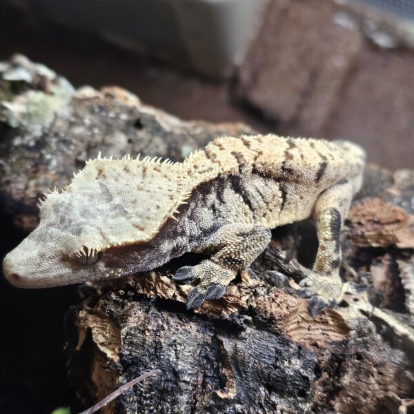 Extreme Harlequin Tiger Crested Gecko (Correlophus ciliatus)