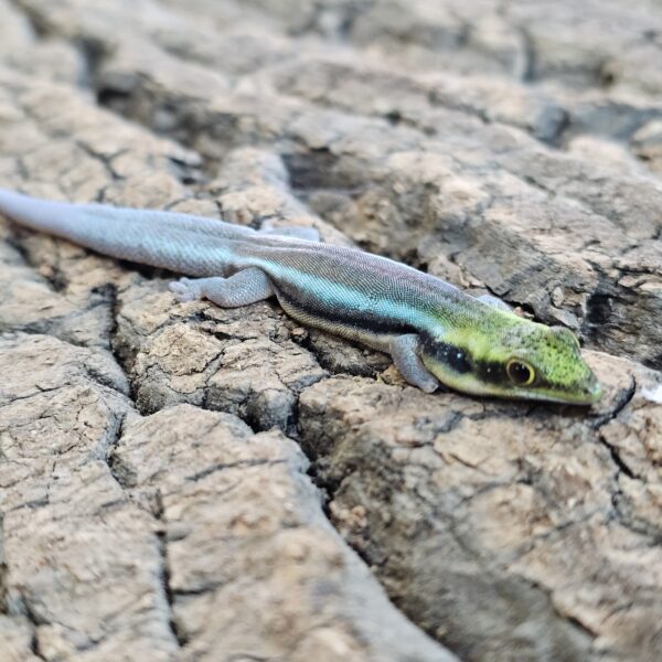 Neon Day Gecko (Phelsuma klemmeri)