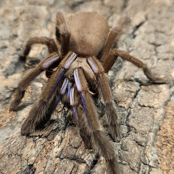 Electric Blue Earth Tiger Tarantula (Chilobrachys natanichcharum)