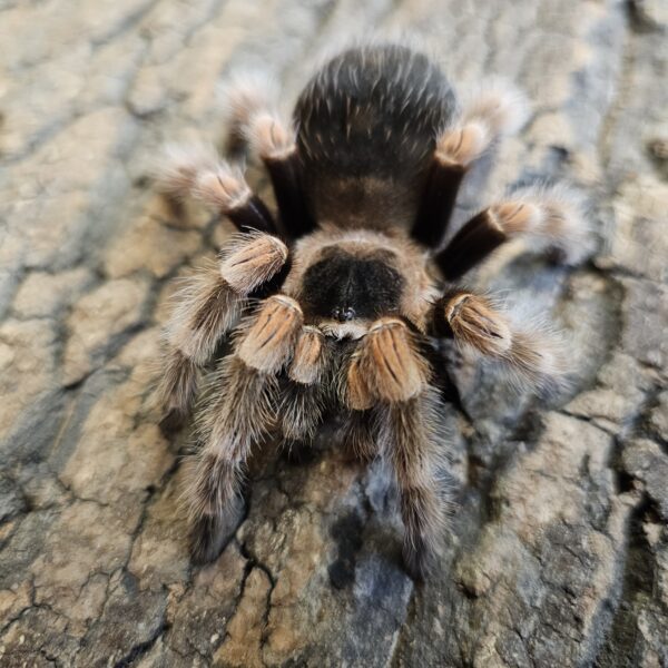 Mexican Red Knee Tarantula (Brachypelma hamorri)