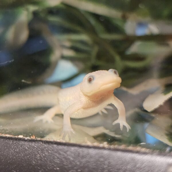 Leucistic Sharp Ribbed Newt (Pleurodeles walti)