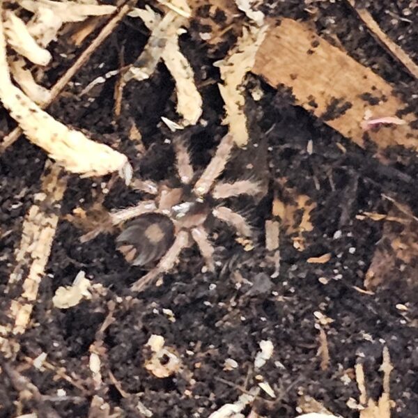 Love Heart Butt Tarantula (Cyriocosmus elegans)