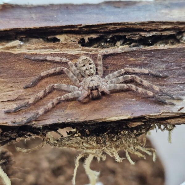 Lightening Huntsman Spider (Heteropoda lunula)