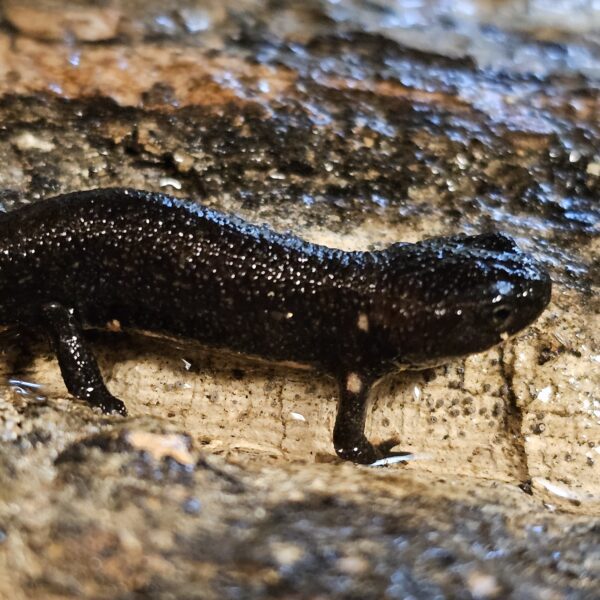 Chinese Fire Bellied Newt (Cynops orientalis)