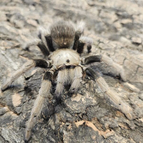 Black Femur Tarantula (Aphonopelma chacodes)